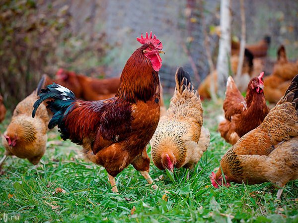 Породы куриц | ЗооТом - продажа, вязка и услуги для животных в Комсомольске-на-Амуре