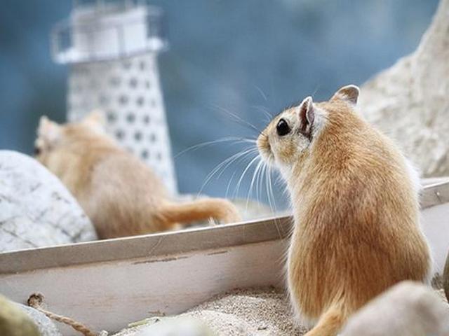 Содержание мышей и уход за ними в Комсомольске-на-Амуре | ЗооТом - продажа, вязка и услуги для животных в Комсомольске-на-Амуре