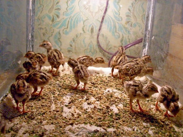 Содержание перепелов и уход за ними в Комсомольске-на-Амуре | ЗооТом портал о животных