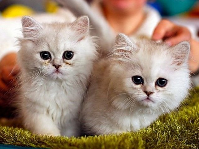 Породы кошек в Комсомольске-на-Амуре | ЗооТом портал о животных