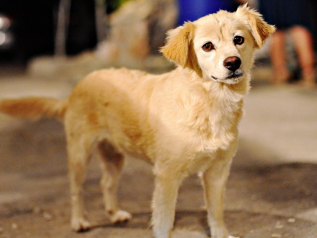 Породы собак в Комсомольске-на-Амуре | ЗооТом портал о животных