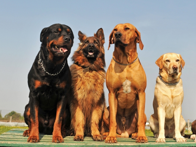 Крупные породы собак в Комсомольске-на-Амуре | ЗооТом портал о животных